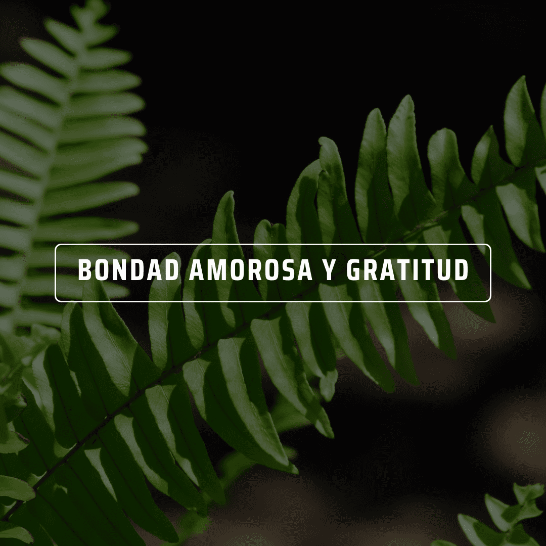 Meditación metta, práctica de gratitud